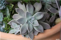 77514eb4-IMG_8218 graptopetalum.jpg